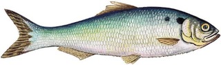 Fisch-201100283829